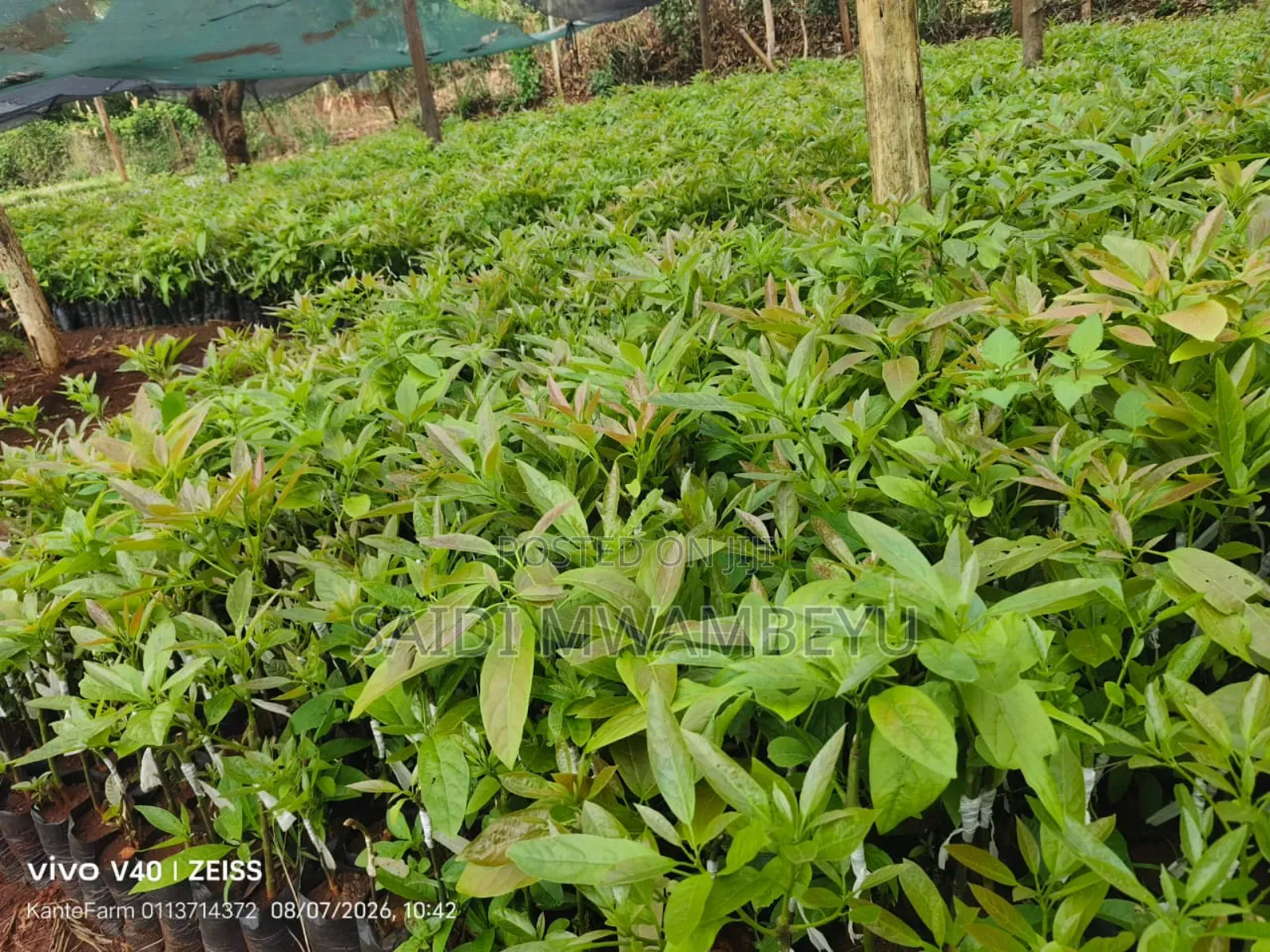 Selling Grafted Fruits Trees