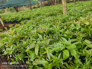 Selling Grafted Fruits Trees