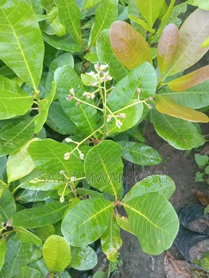 Selling Grafted Fruits Trees