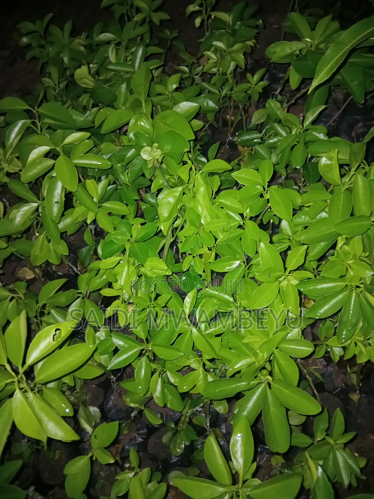Selling Grafted Fruits Trees