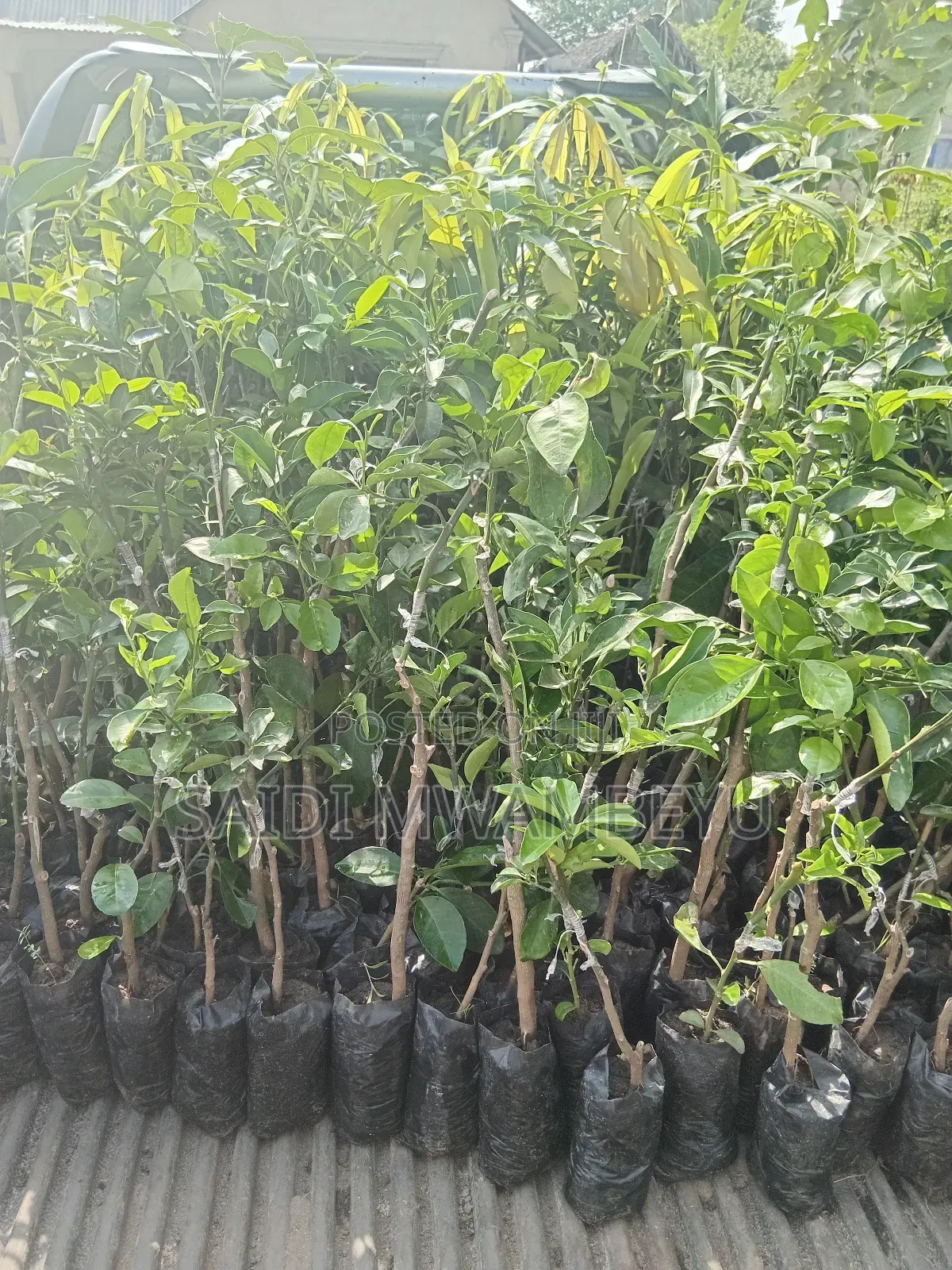 Selling Grafted Fruits Trees