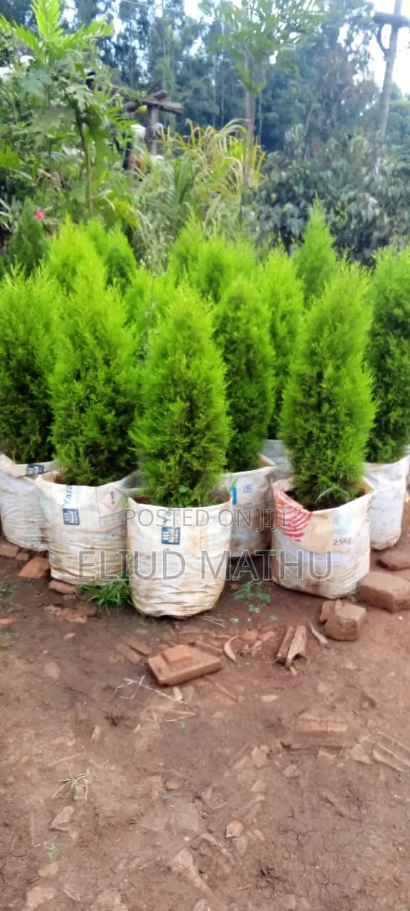 Arborvitae Plant (Thuja Tree)