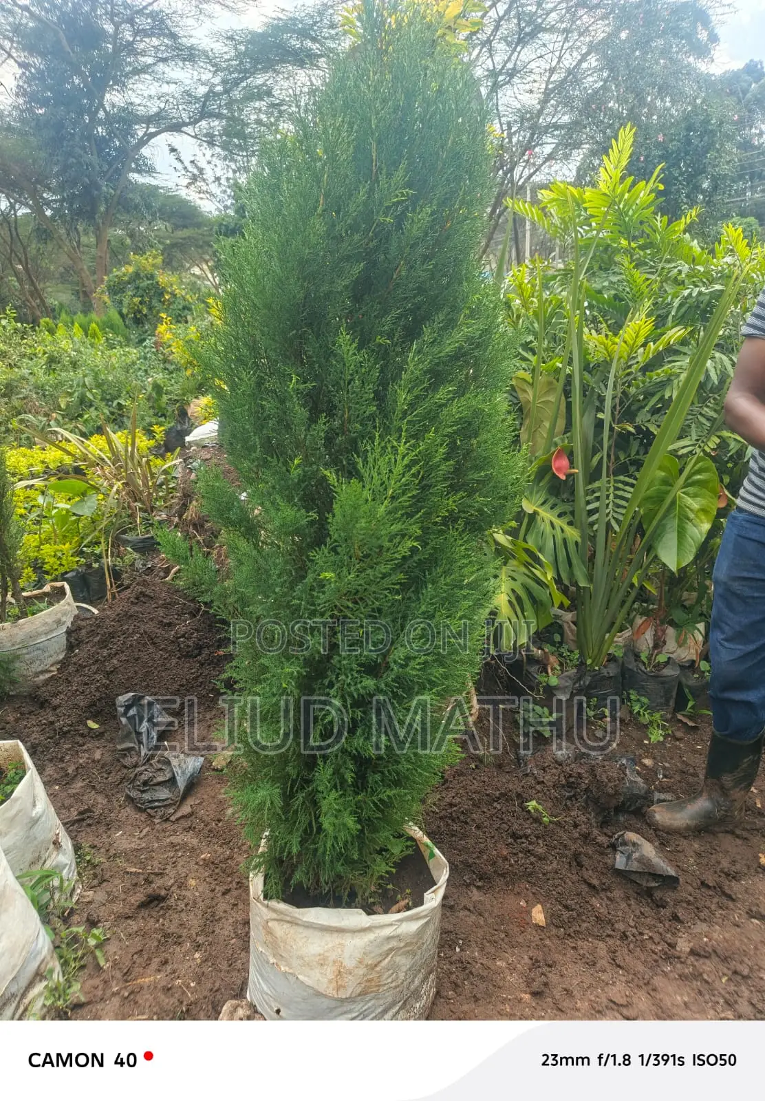 Arborvitae Plant (Thuja Tree)