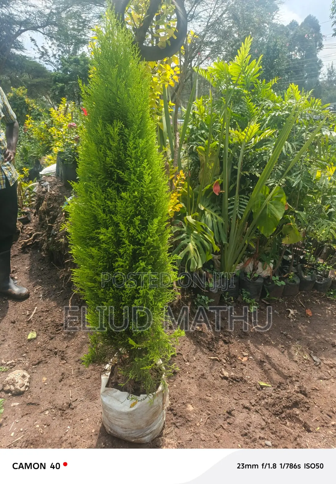 Arborvitae Plant (Thuja Tree)