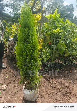Arborvitae Plant (Thuja Tree)