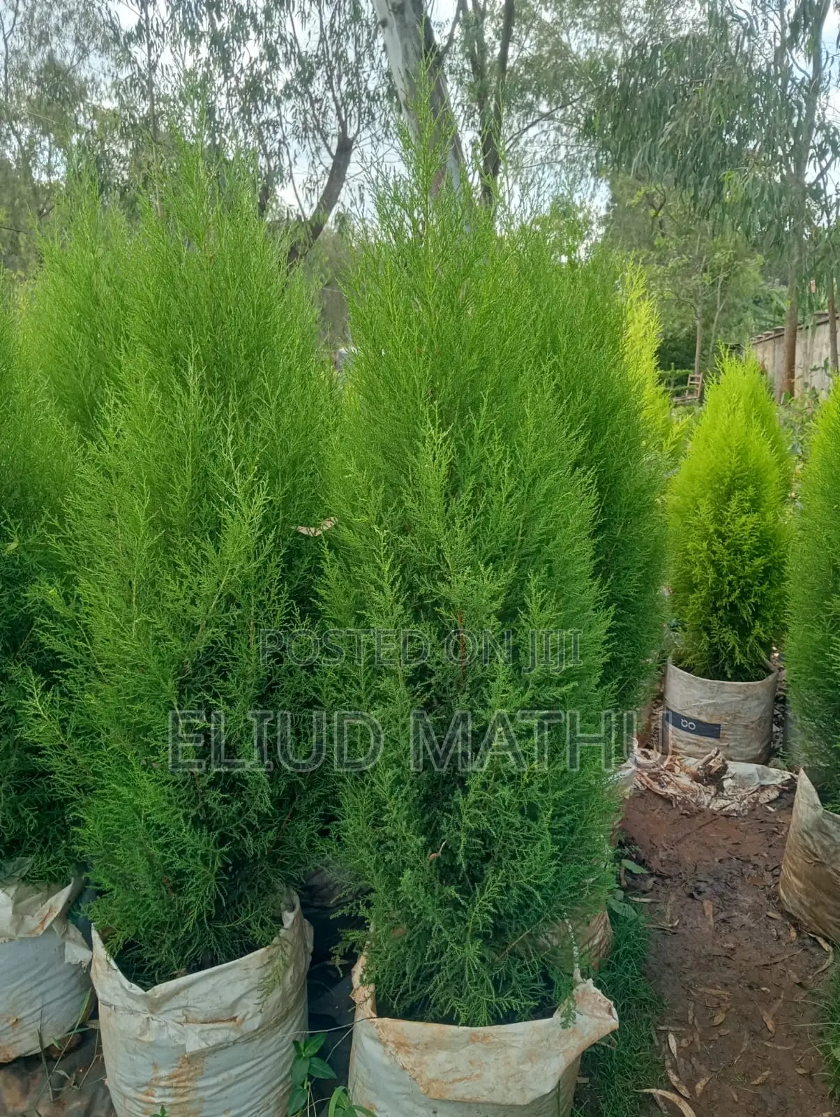 Arborvitae Plant (Thuja Tree)