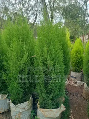 Arborvitae Plant (Thuja Tree)