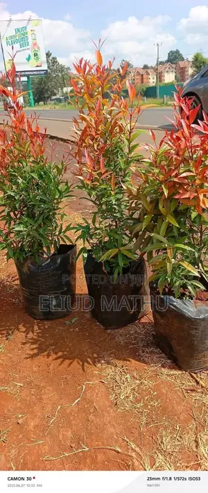 Pot With a Flower