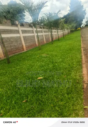 Kikuyu Grass 50 Kg Sack