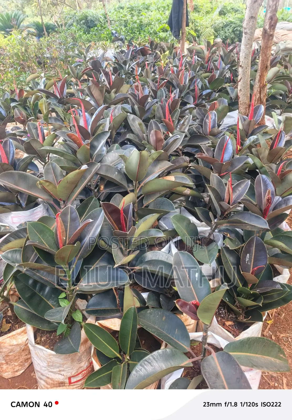 Rubber Plant (Ficus Elastica)