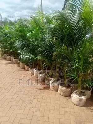 Golden Palm