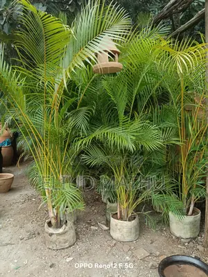 Golden Palm