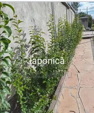 Japonica Tree