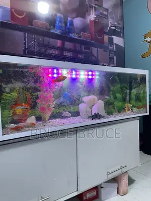 Aquarium Background