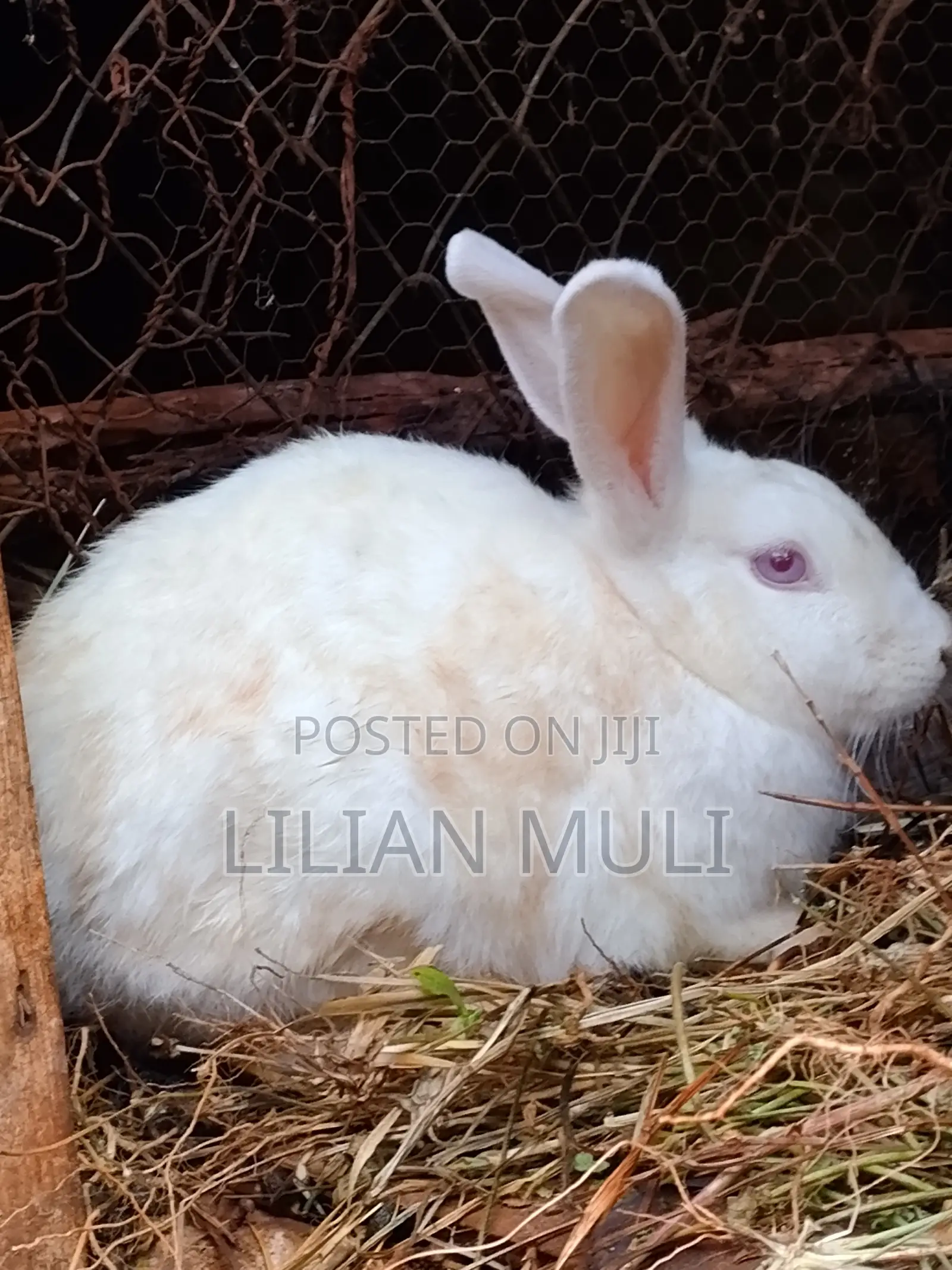 Various Breed Rabbit Growers Available