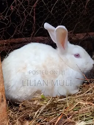 Various Breed Rabbit Growers Available