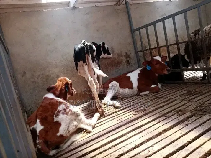 Calves for Sale