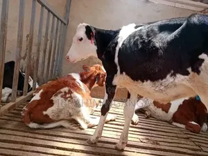 Calves for Sale