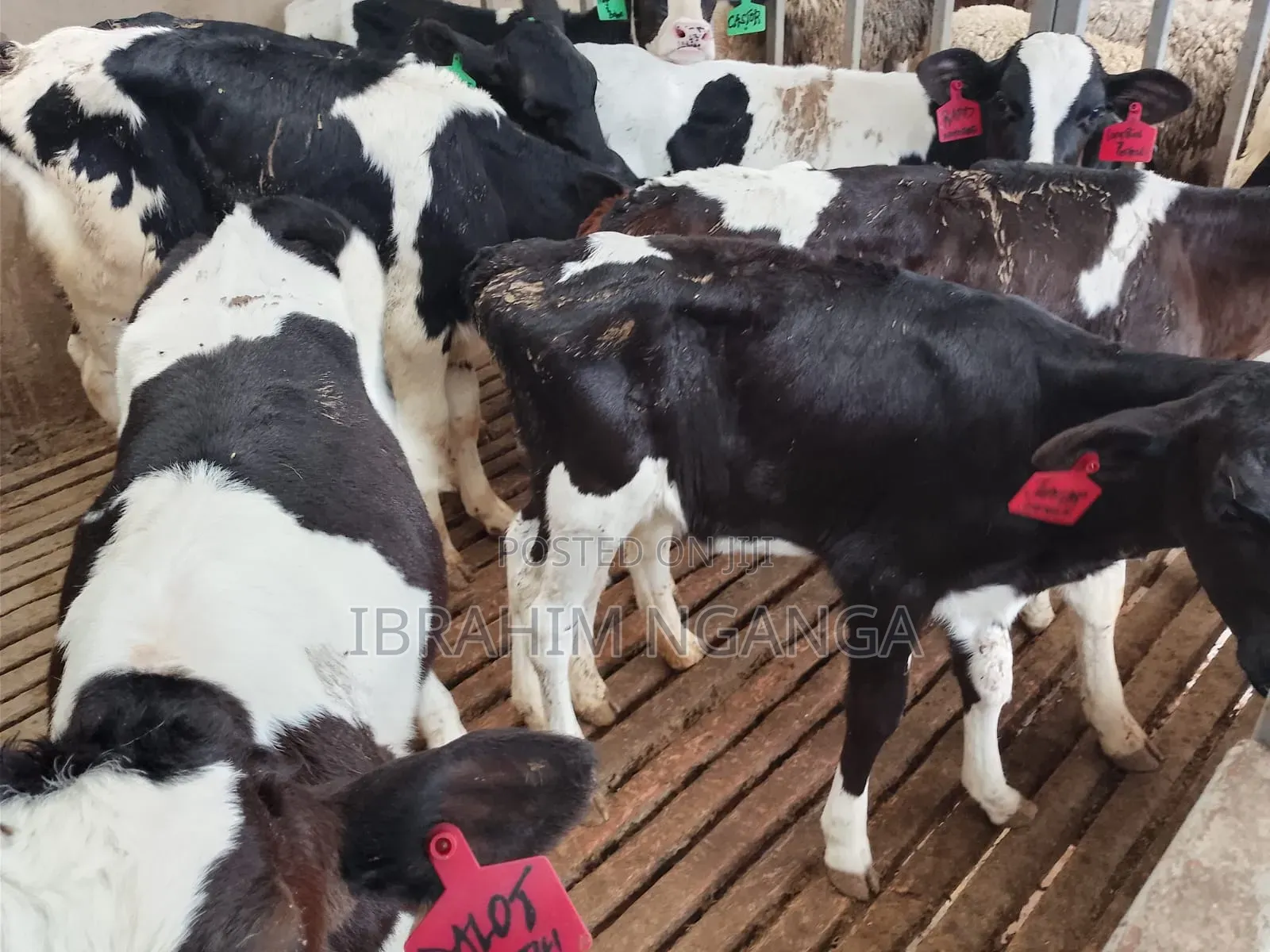 Calves for Sale
