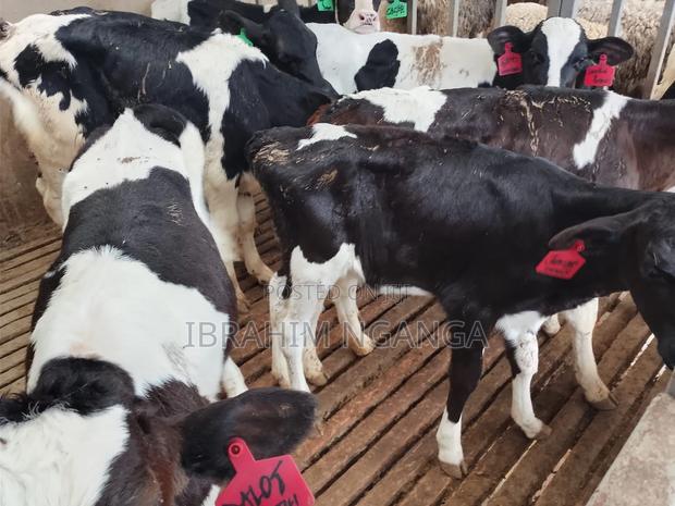 Calves for Sale - thumbnail 3