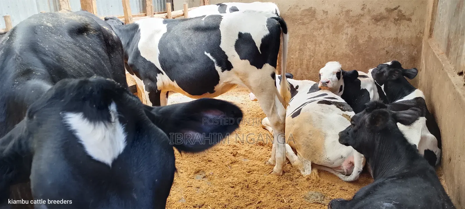 Calves for Sale