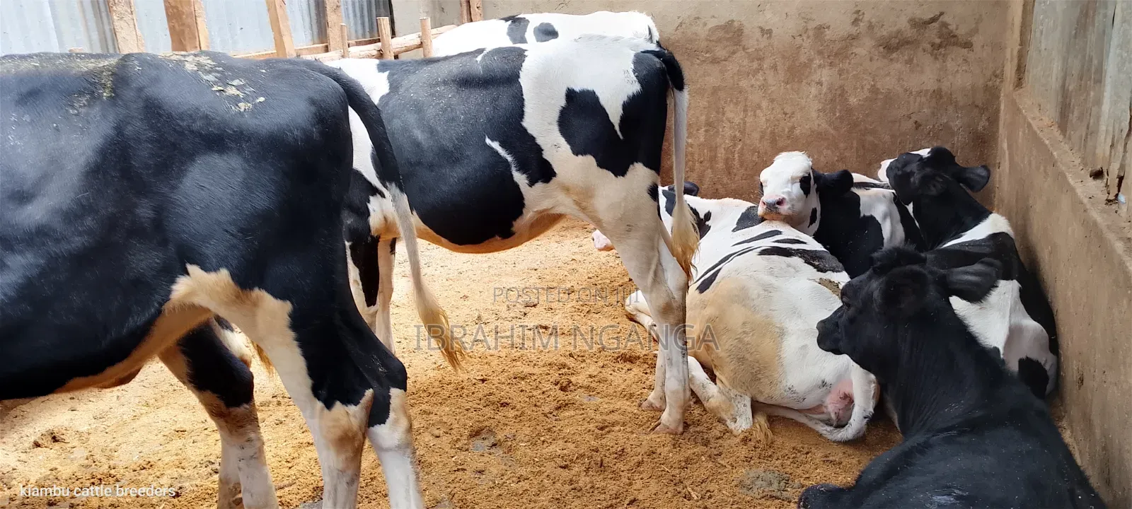 Calves for Sale