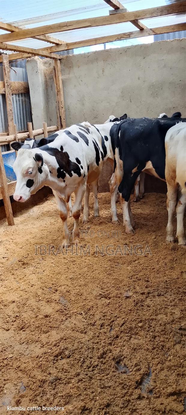 Calves for Sale - thumbnail 6