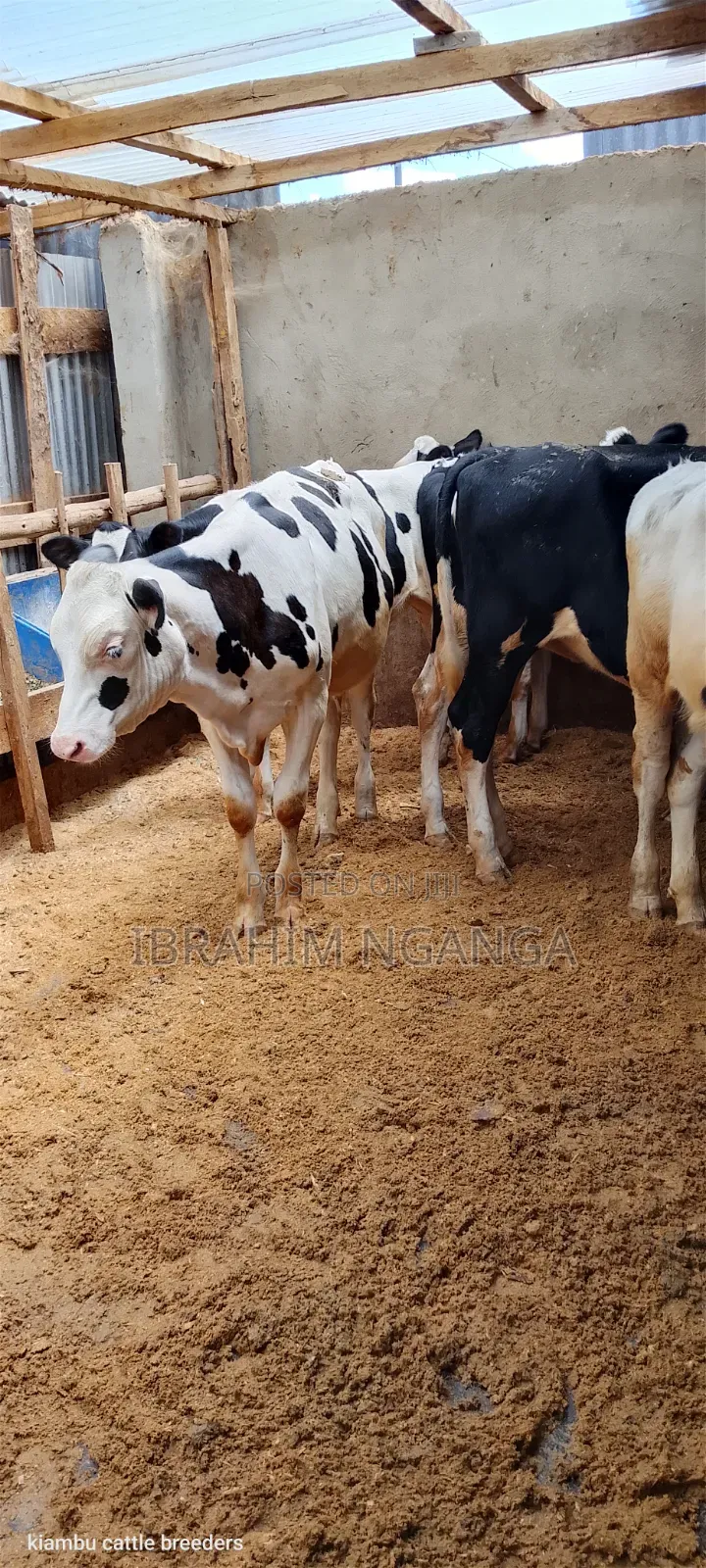 Calves for Sale