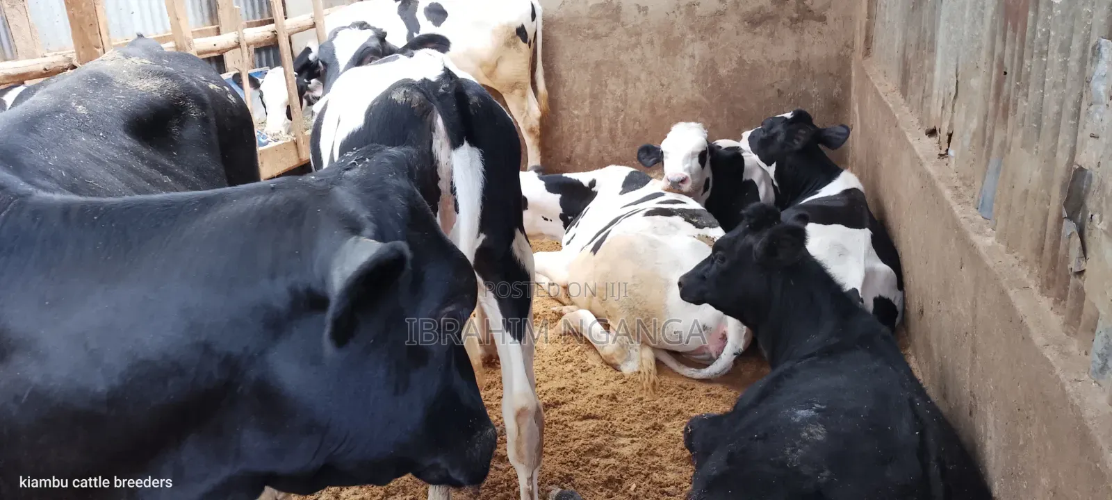 Calves for Sale