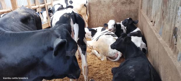 Calves for Sale - thumbnail 7