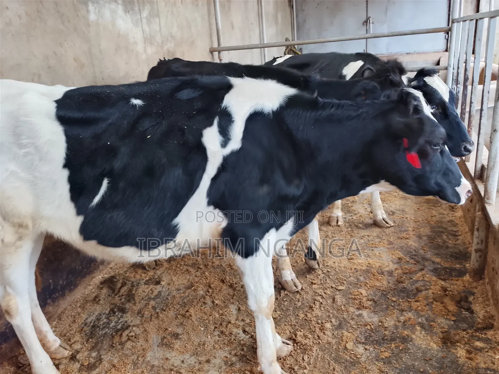Calves for Sale