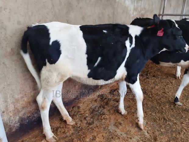 Calves for Sale - thumbnail 9