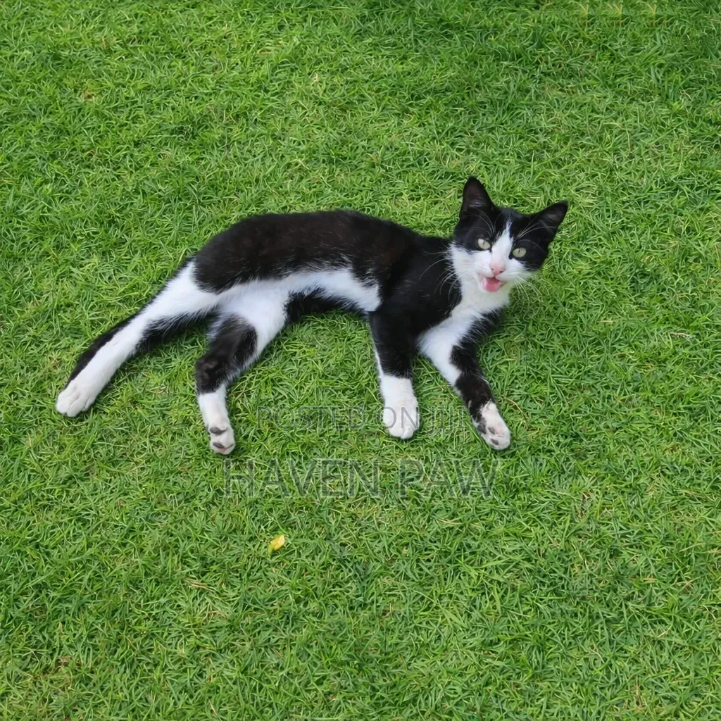 1-3 months Male Mixed Breed Cat