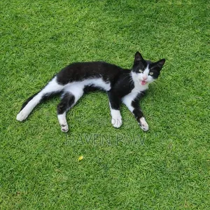 1-3 months Male Mixed Breed Cat