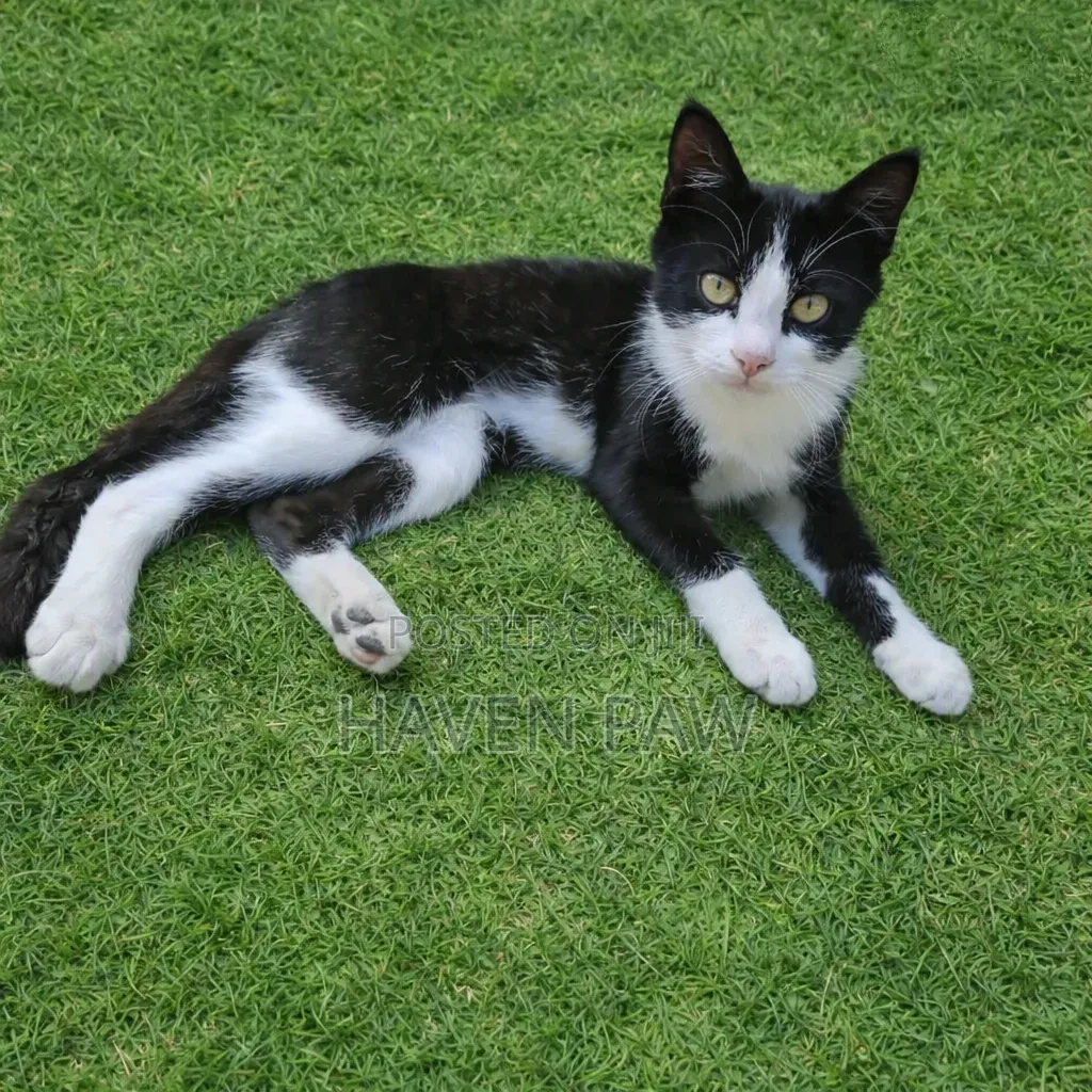 1-3 months Male Mixed Breed Cat