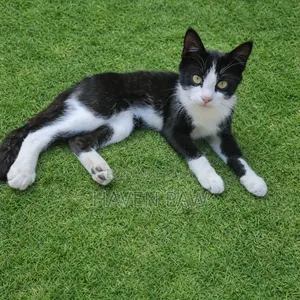 1-3 months Male Mixed Breed Cat