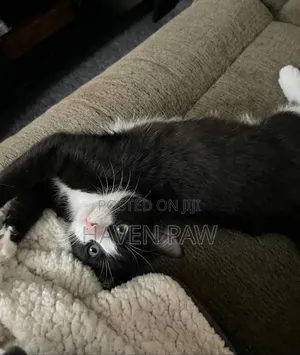 1-3 months Male Mixed Breed Cat