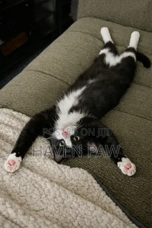 1-3 months Male Mixed Breed Cat