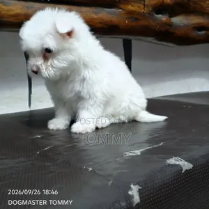 1-3 months Female Purebred Maltese