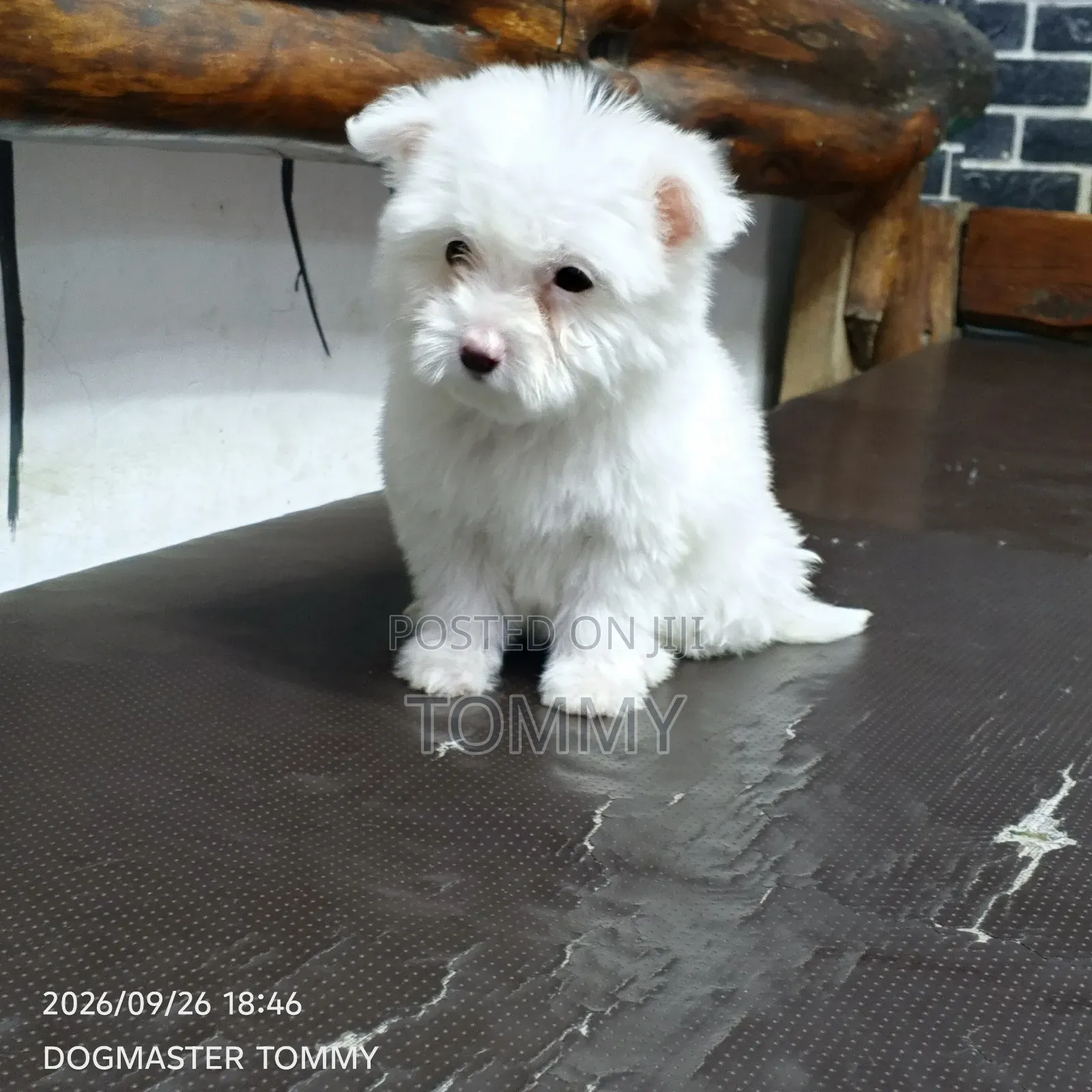 1-3 months Female Purebred Maltese