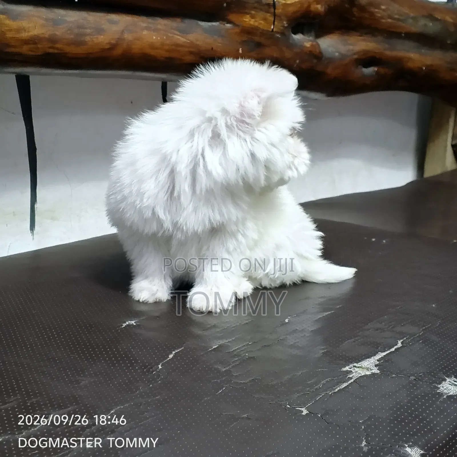 1-3 months Female Purebred Maltese