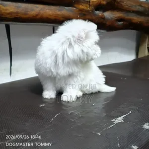 1-3 months Female Purebred Maltese