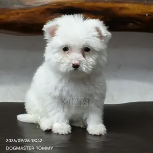 1-3 months Female Purebred Maltese