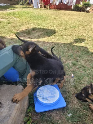 6-12 months Female Purebred German Shepherd