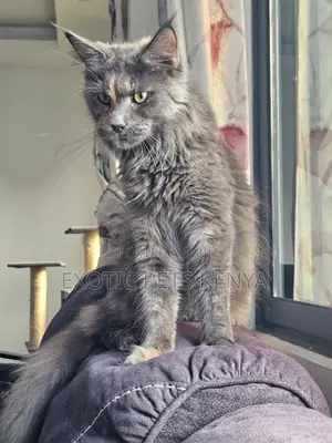 6-12 months Female Purebred Maine Coon