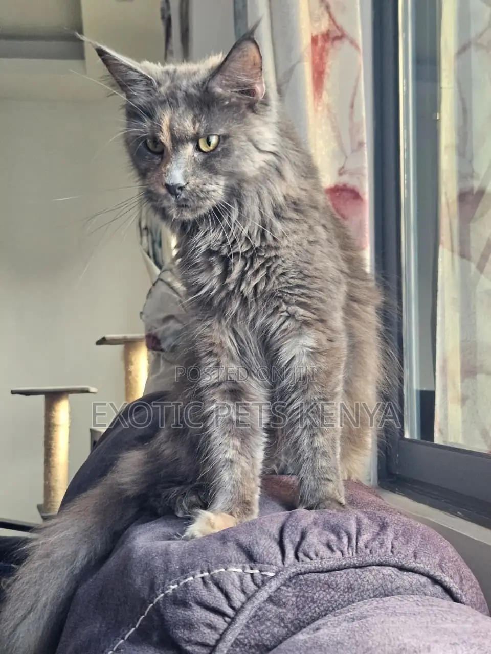 6-12 months Female Purebred Maine Coon