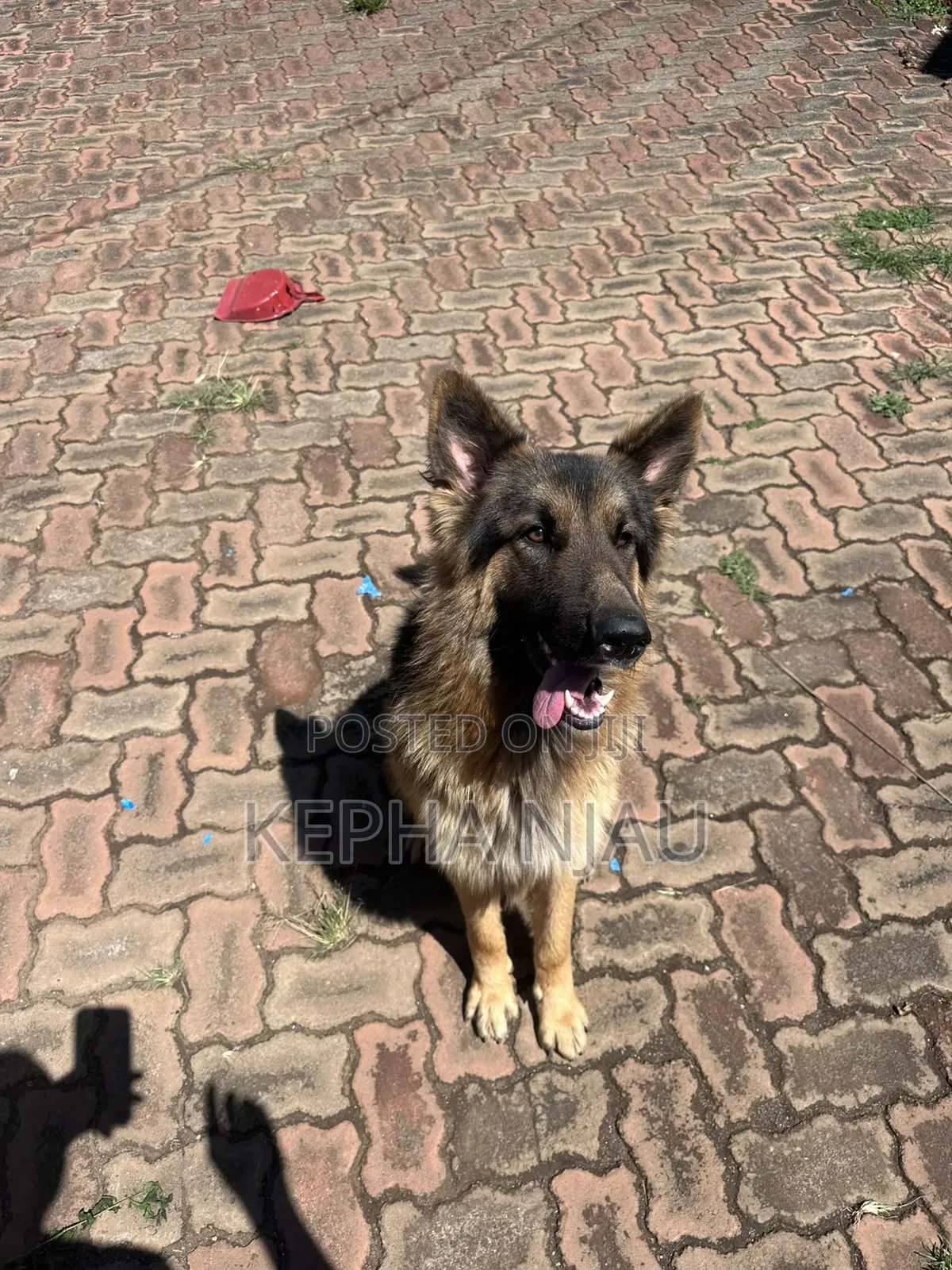 6-12 months Male Purebred German Shepherd