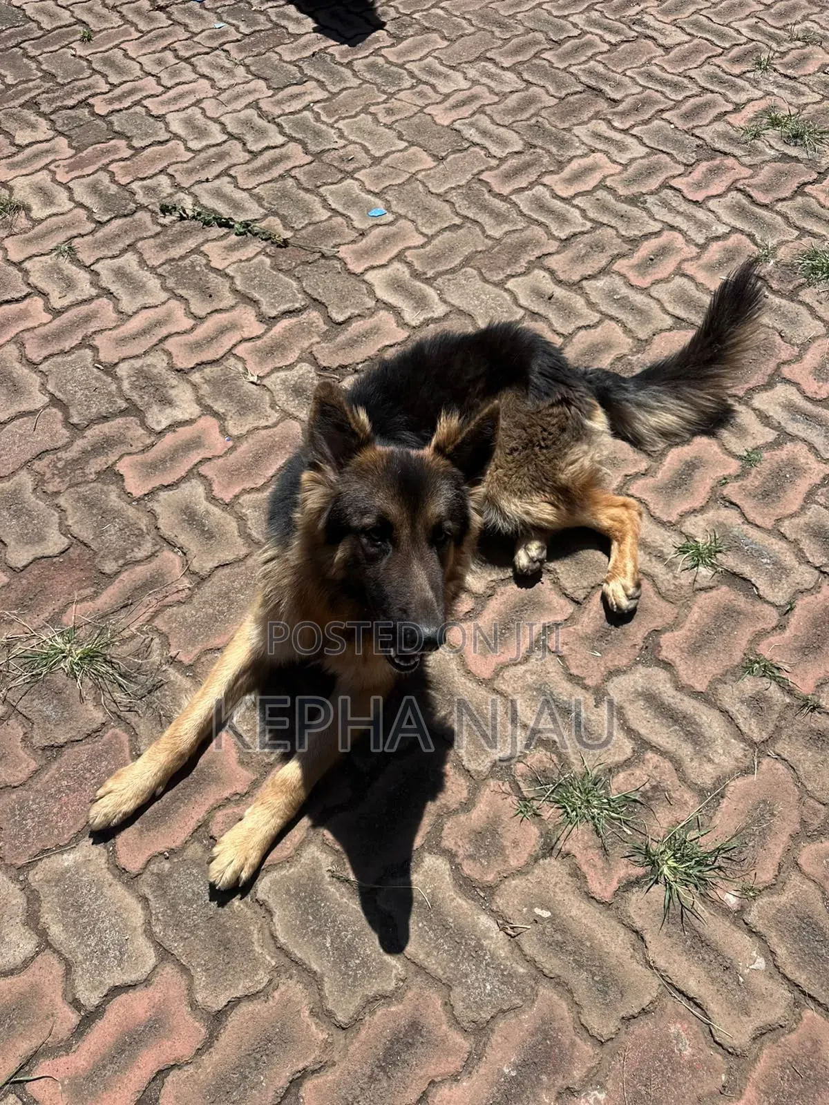6-12 months Male Purebred German Shepherd