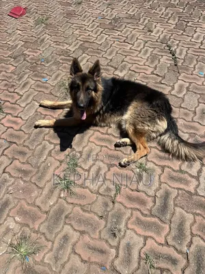 6-12 months Male Purebred German Shepherd