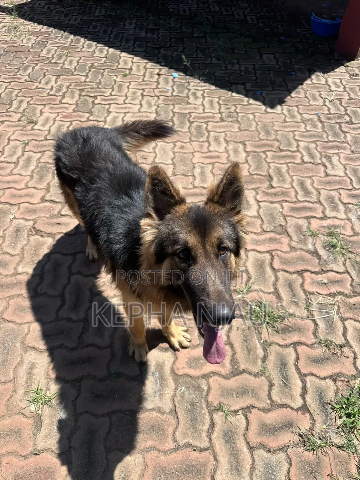 6-12 months Male Purebred German Shepherd